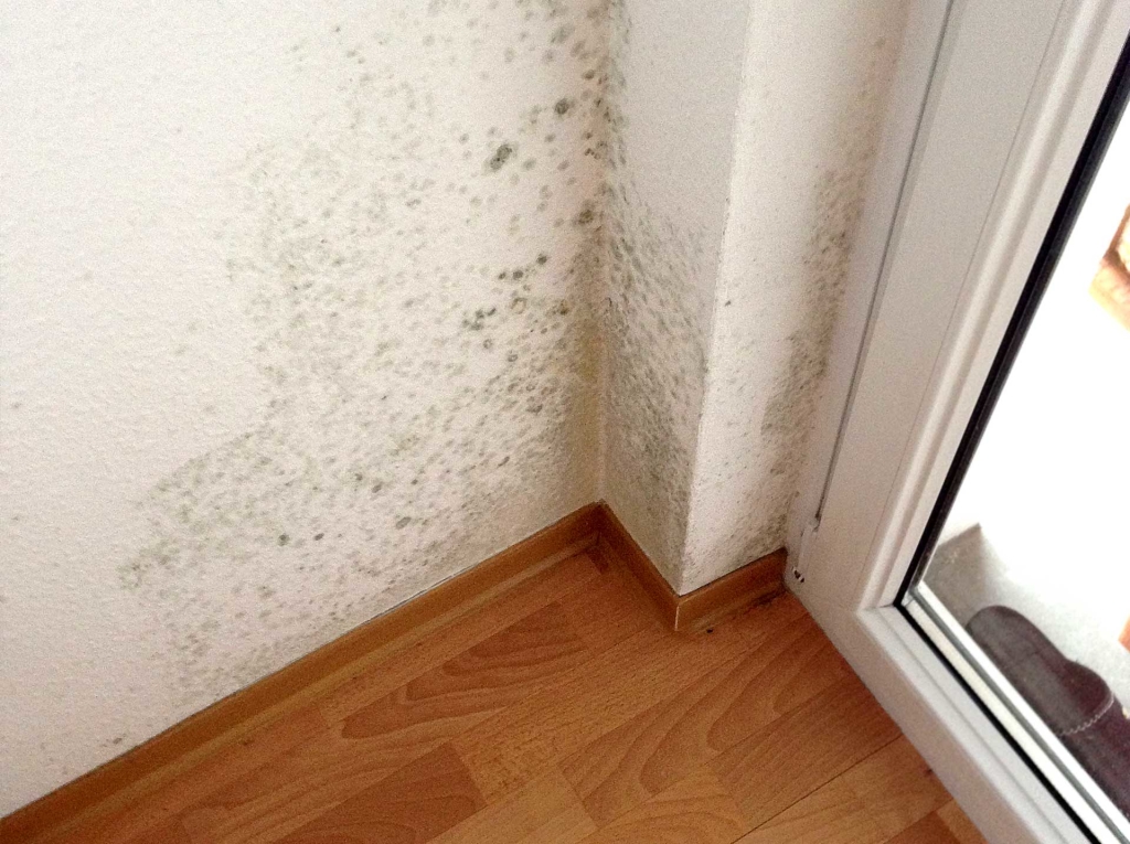Schimmelsanierung und Schimmelentfernung durch MW Müller & Sohn